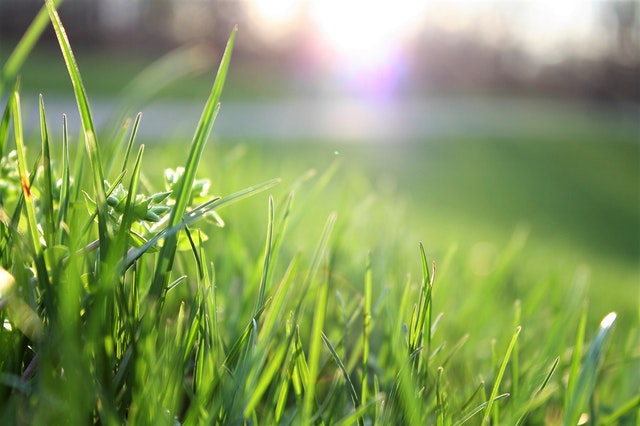 Organic Lawn Care is the Right Thing to Do